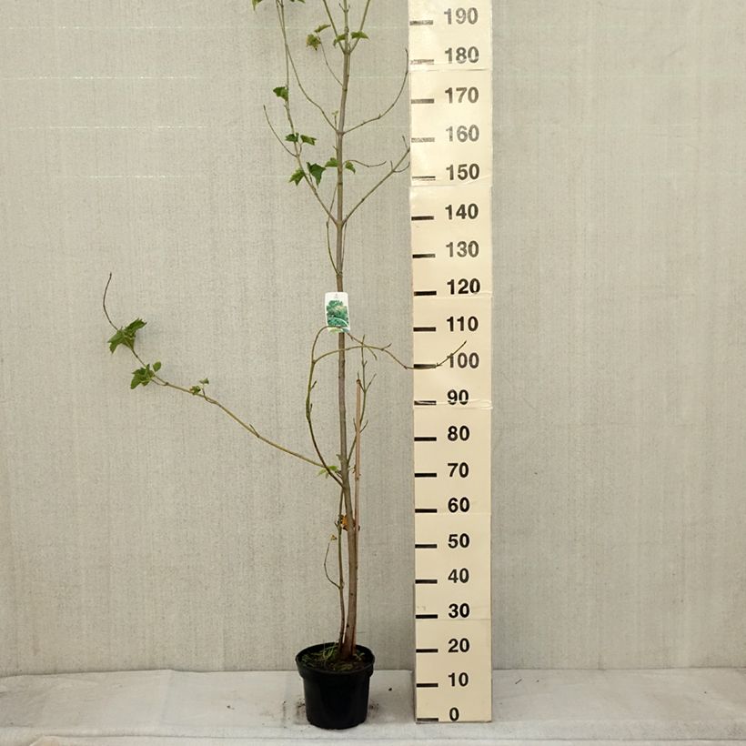 Exemplar von Rotnerviger Schlangenhautahorn - Acer rufinerve Topf mit 4L/5L wie im Herbst geliefert