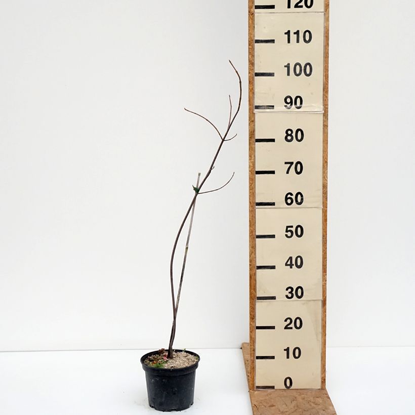 Exemplar von Silber-Ahorn Laciniatum Wieri - Acer saccharinum Topf mit 3L/4L wie im Herbst geliefert