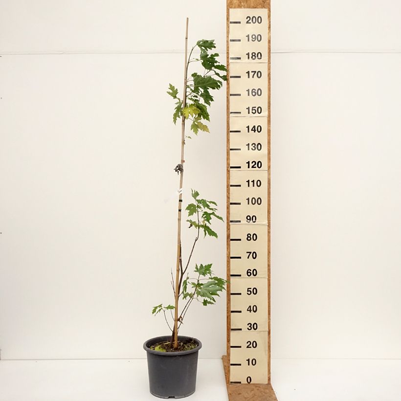 Exemplar von Silber-Ahorn Pyramidale - Acer saccharinum Topf mit 12L/15L wie im Herbst geliefert
