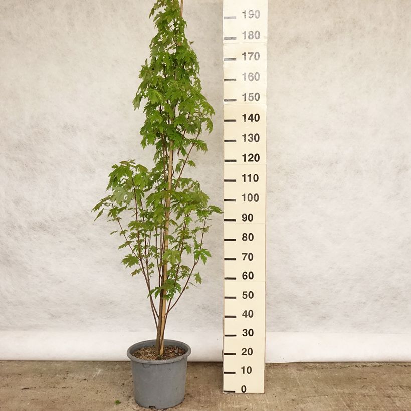 Exemplar von Silber-Ahorn Pyramidale - Acer saccharinum Topf mit 12L/15L wie im Frühjahr geliefert