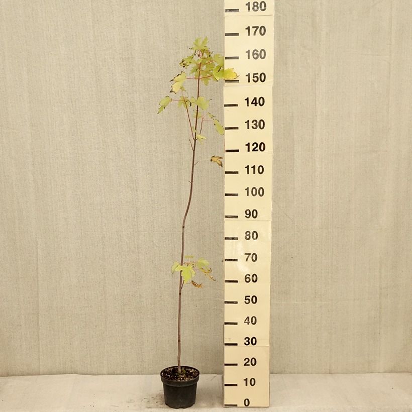 Exemplar von Silber-Ahorn Pyramidale - Acer saccharinum Topf mit 3L/4L wie im Herbst geliefert