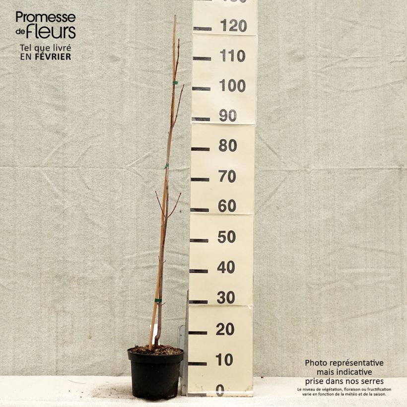 Exemplar von Silber-Ahorn Pyramidale - Acer saccharinum Topf mit 3L/4L wie im Winter geliefert