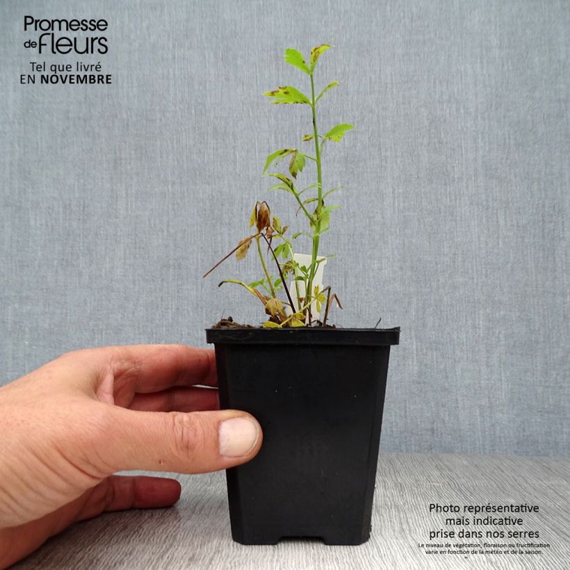 Exemplar von Liebstöckel - Levisticum officinale Kleine Töpfe von 8/9 cm wie im Herbst geliefert