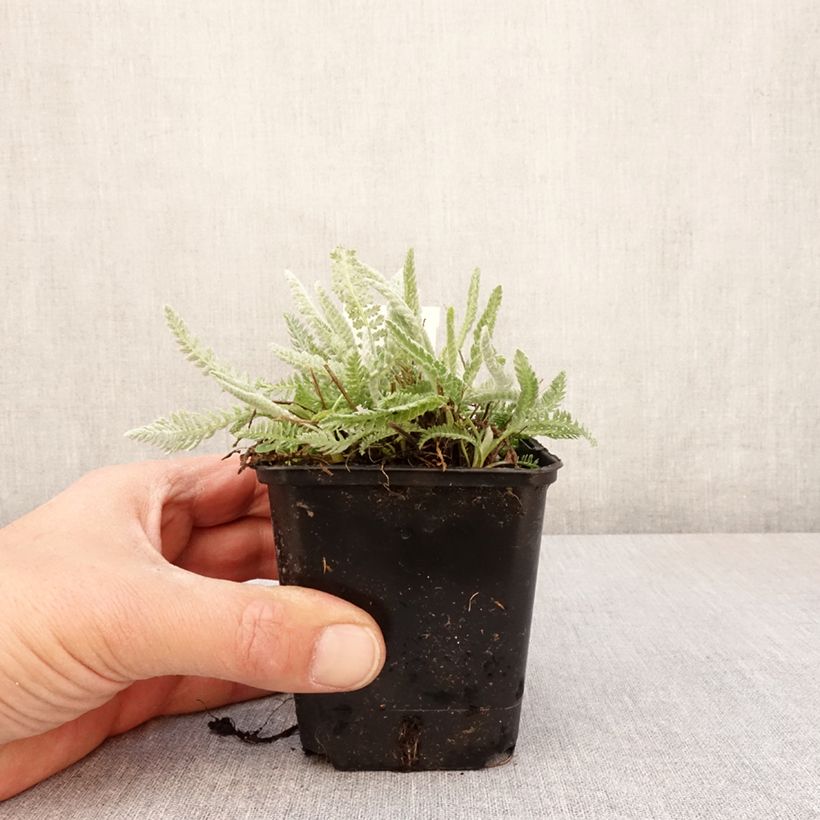 Exemplar von Achillea clypeolata - Goldquirl-Garbe Kleine Töpfe von 8/9 cm wie im Frühjahr geliefert