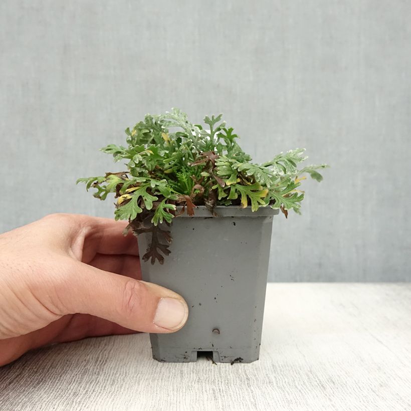 Exemplar von Achillea kellereri - Kellers Schafgarbe Kleine Töpfe von 8/9 cm wie im Herbst geliefert