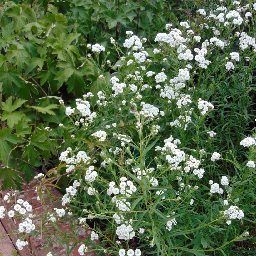 Achillea ptarmica The Pearl - Sumpf-Schafgarbe (Hafen)