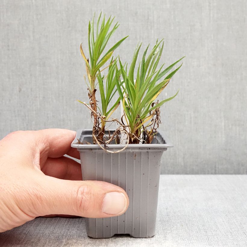Exemplar von Achillea ptarmica Boule de Neige - Sumpf-Schafgarbe Kleine Töpfe von 8/9 cm wie im Frühjahr geliefert