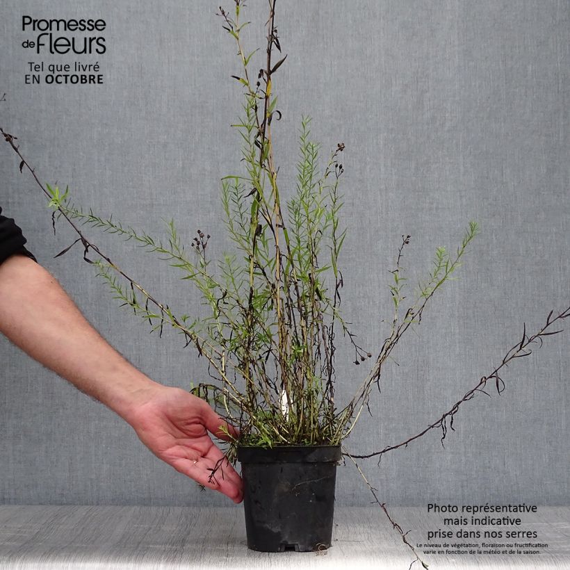 Exemplar von Achillea ptarmica Boule de Neige - Sumpf-Schafgarbe Topf mit 2L/3L wie im Herbst geliefert