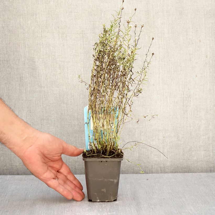 Exemplar von Achillea ptarmica - Sumpf-Schafgarbe Kleine Töpfe von 8/9 cm wie im Herbst geliefert