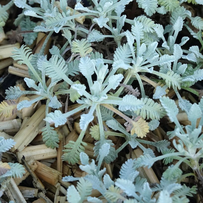 Achillea umbellata - Griechische Silber-Garbe (Laub)