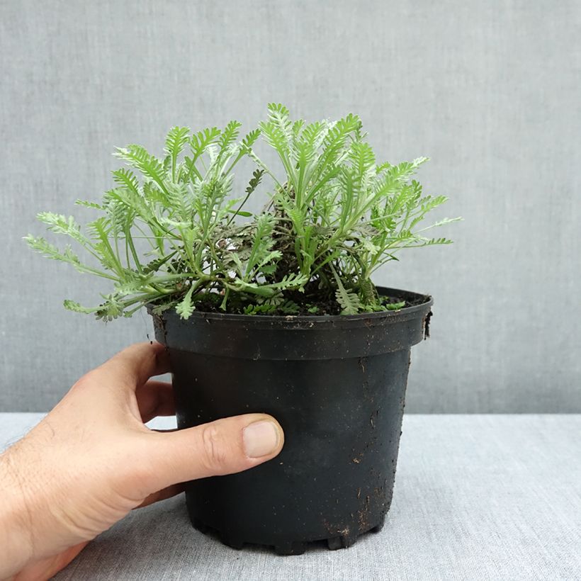 Exemplar von Achillea umbellata - Griechische Silber-Garbe Topf mit 2L/3L wie im Herbst geliefert