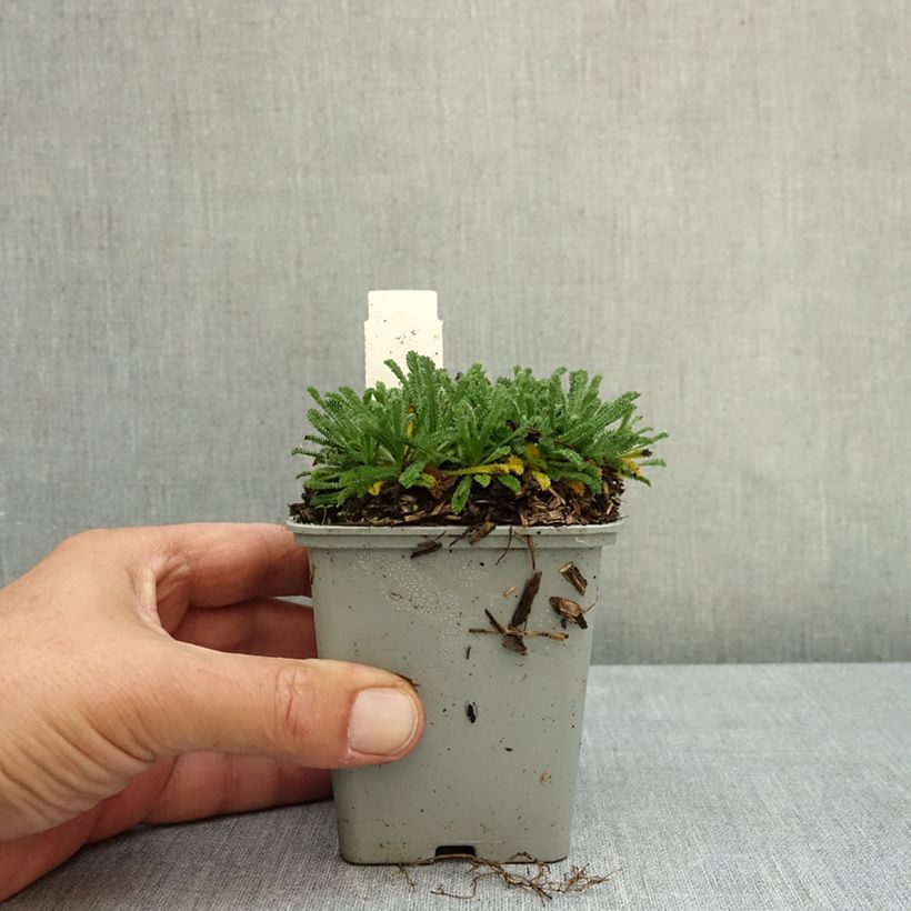 Exemplar von Achillea King Edward - Filzige Schafgarbe Kleine Töpfe von 8/9 cm wie im Herbst geliefert