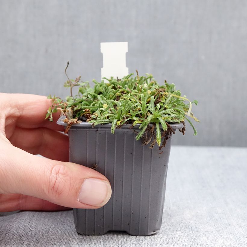 Exemplar von Achillea King Edward - Filzige Schafgarbe Kleine Töpfe von 8/9 cm wie im Winter geliefert