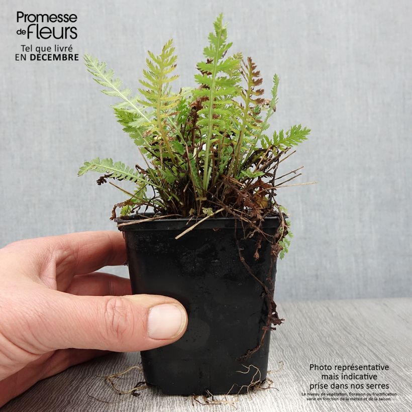 Exemplar von Achillea filipendulina Parker's Variety - Hohe Gelbe Schafgarbe Kleine Töpfe von 8/9 cm wie im Herbst geliefert
