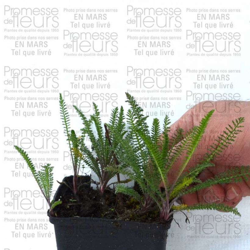 Beispiel eines Exemplars von Achillea millefolium Chamois - Gemeine Schafgarbe Kleine Töpfe von 8/9 cm wie geliefert