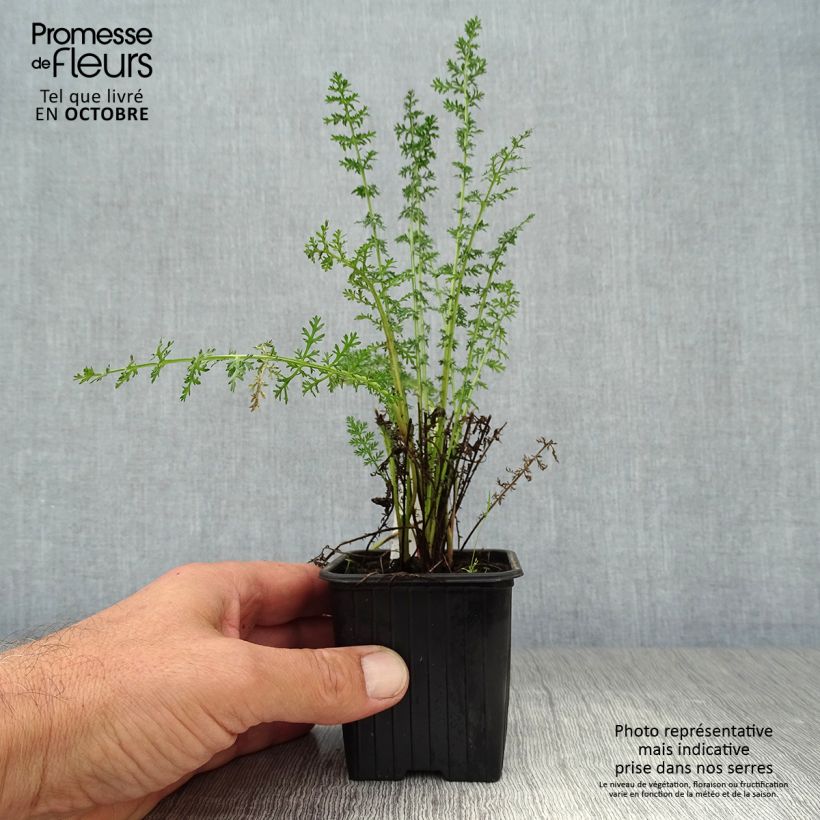 Exemplar von Achillea Credo - Filzige Schafgarbe Kleine Töpfe von 8/9 cm wie im Herbst geliefert