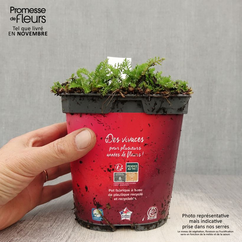 Exemplar von Achillea millefolium Desert Eve Red - Gemeine Schafgarbe Topf mit 2L/3L wie im Herbst geliefert