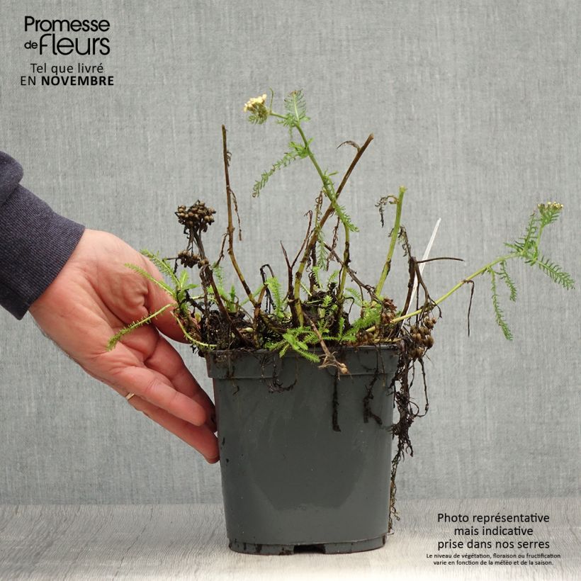 Exemplar von Achillea millefolium Desert Eve Terracotta - Gemeine Schafgarbe Topf mit 2L/3L wie im Herbst geliefert