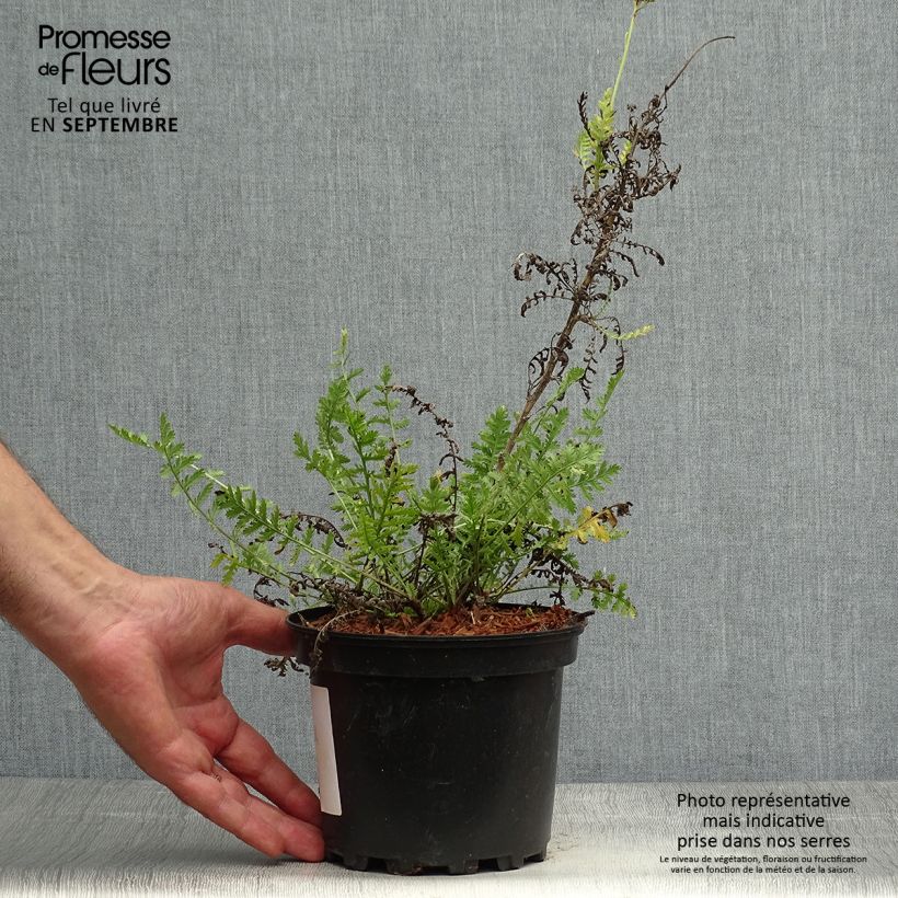 Exemplar von Achillea fillipendulina Cloth of Gold - Hohe Gelbe Schafgarbe Topf mit 2L/3L wie im Herbst geliefert