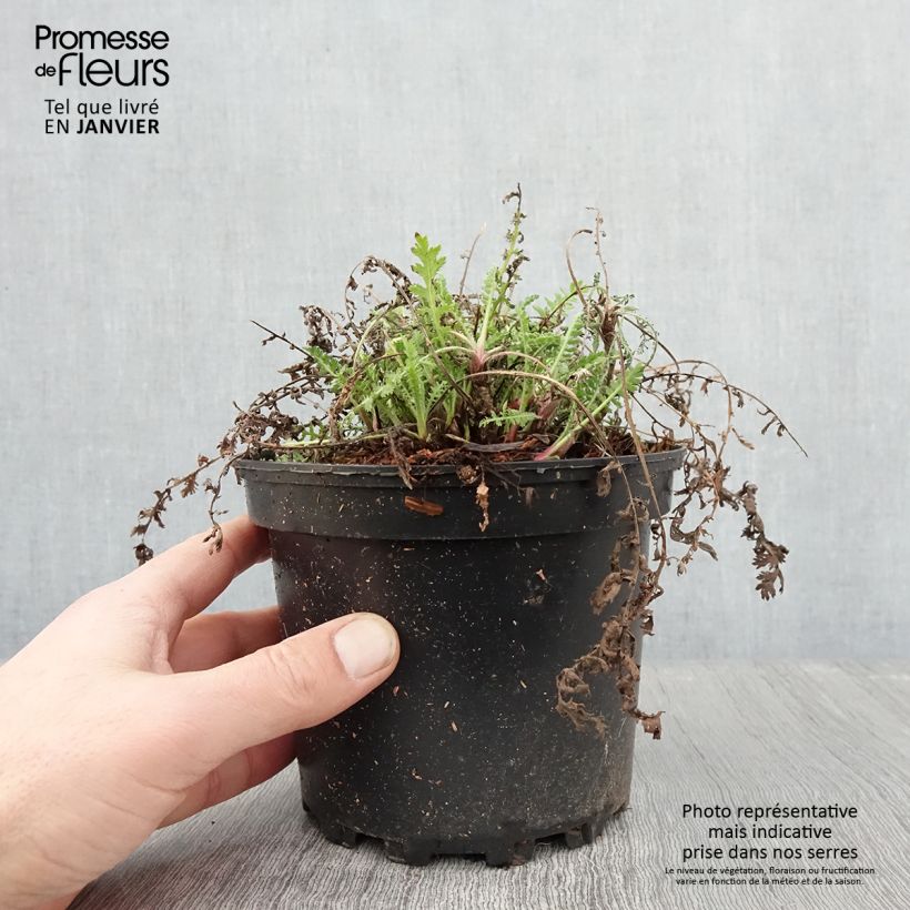 Exemplar von Achillea fillipendulina Cloth of Gold - Hohe Gelbe Schafgarbe Topf mit 2L/3L wie im Winter geliefert