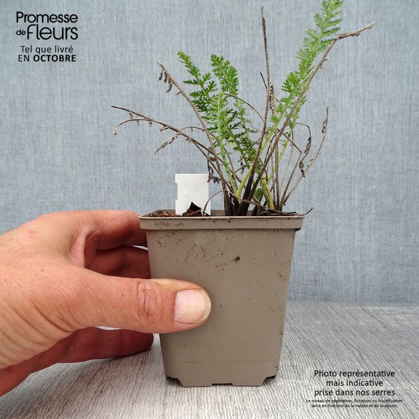 Exemplar von Achillea millefolium Alabaster - Gemeine Schafgarbe Kleine Töpfe von 8/9 cm wie im Herbst geliefert