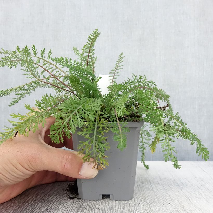 Exemplar von Achillea millefolium Cassis - Gemeine Schafgarbe Kleine Töpfe von 8/9 cm wie im Herbst geliefert
