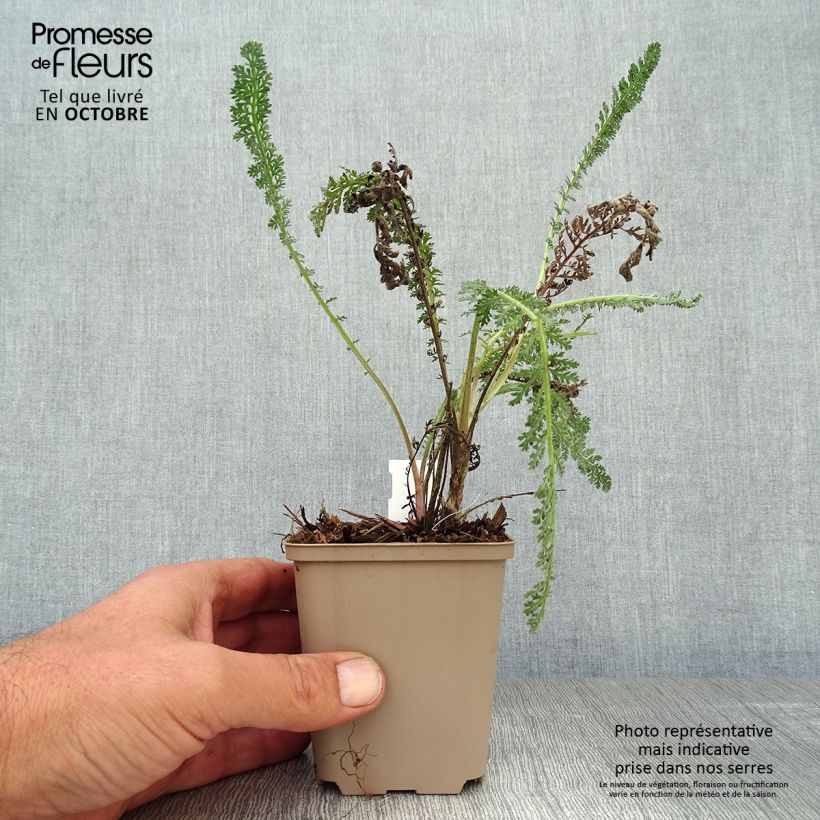 Exemplar von Achillea millefolium Hymne - Gemeine Schafgarbe Kleine Töpfe von 8/9 cm wie im Herbst geliefert