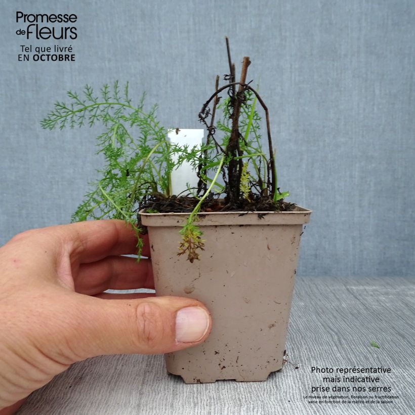 Exemplar von Achillea millefolium Lachsschönheit - Gemeine Schafgarbe Kleine Töpfe von 8/9 cm wie im Herbst geliefert