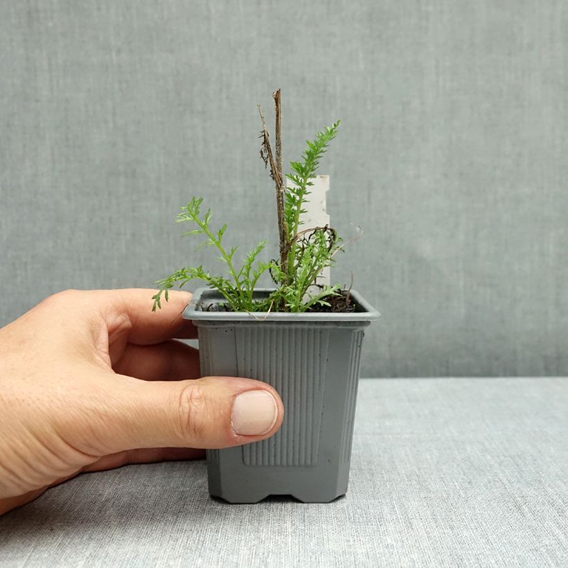 Exemplar von Achillea millefolium Wesersandstein - Gemeine Schafgarbe Kleine Töpfe von 8/9 cm wie im Herbst geliefert
