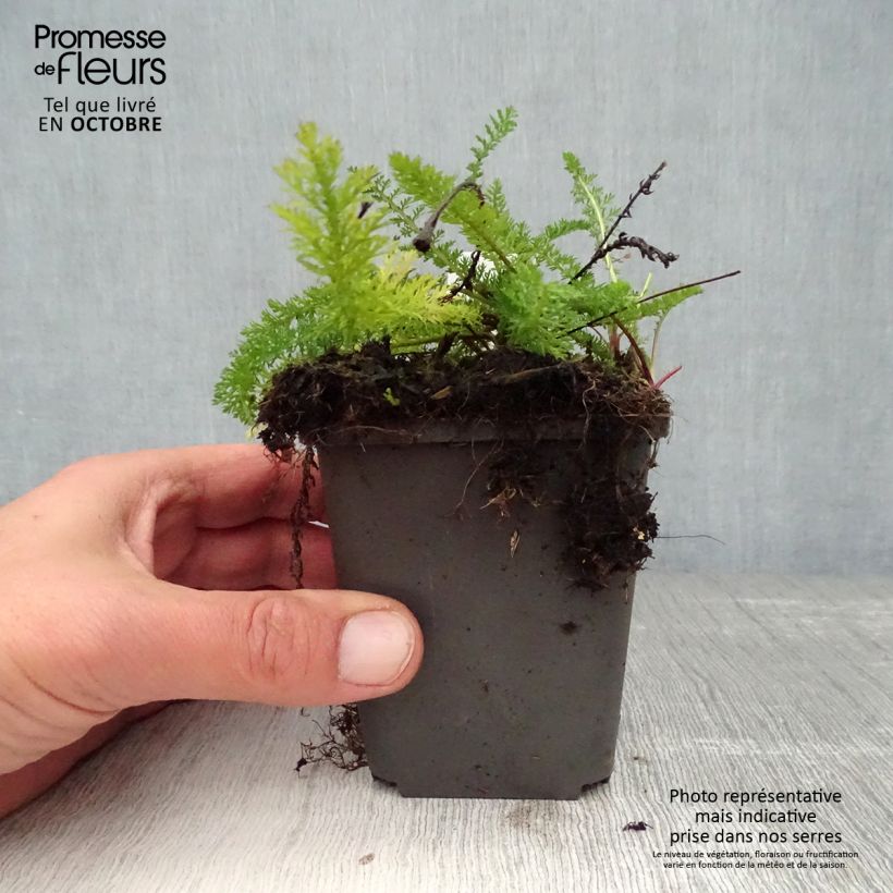 Exemplar von Achillea millefolium White Beauty - Gemeine Schafgarbe Kleine Töpfe von 8/9 cm wie im Herbst geliefert