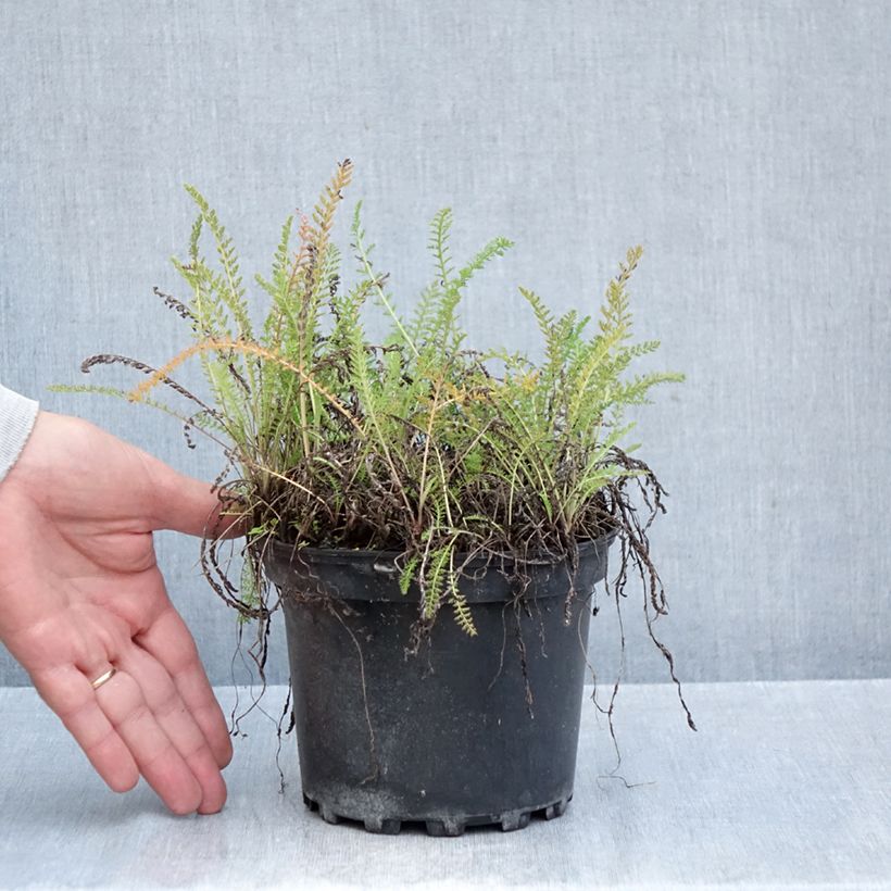 Exemplar von Achillea millefolium White Beauty - Gemeine Schafgarbe Topf mit 2L/3L wie im Herbst geliefert