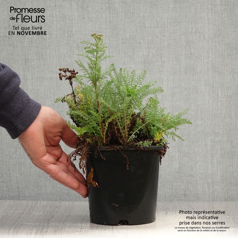 Exemplar von Achillea millefolium Tutti Frutti Apricot Delight - Gemeine Schafgarbe Topf mit 2L/3L wie im Herbst geliefert