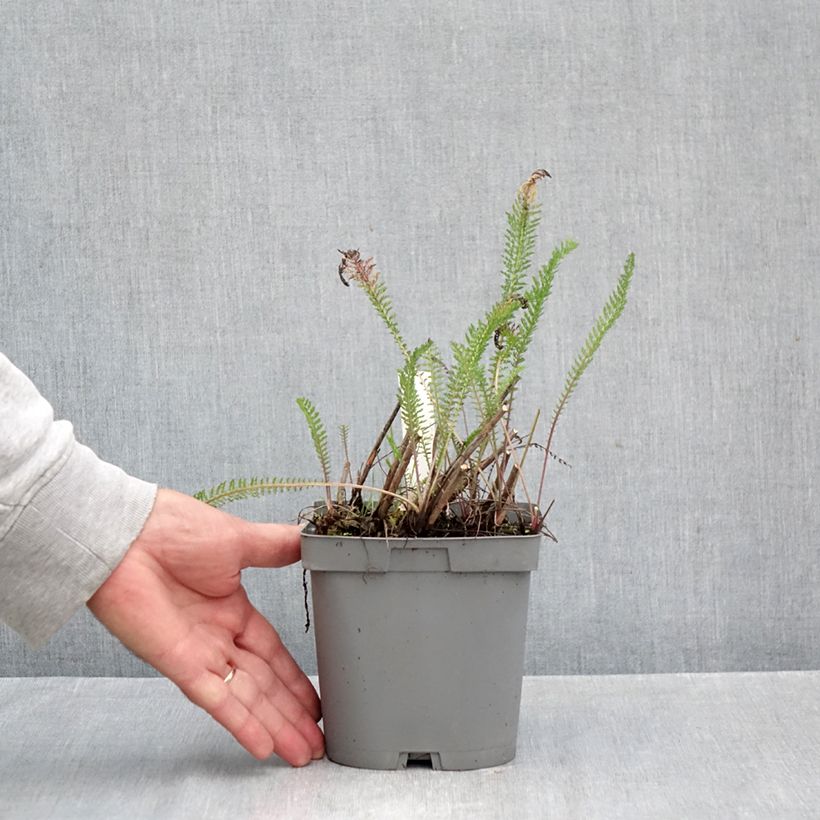 Exemplar von Achillea millefolium Cerise Queen - Gemeine Schafgarbe Topf mit 2L/3L wie im Herbst geliefert