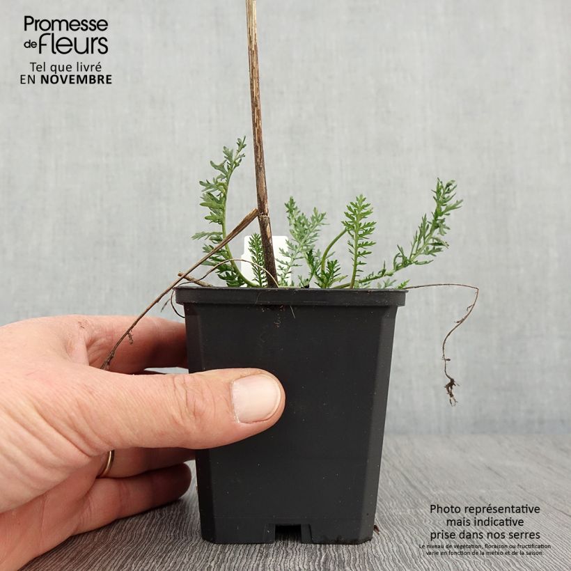 Exemplar von Achillea millefolium Feuerland - Gemeine Schafgarbe Kleine Töpfe von 8/9 cm wie im Herbst geliefert