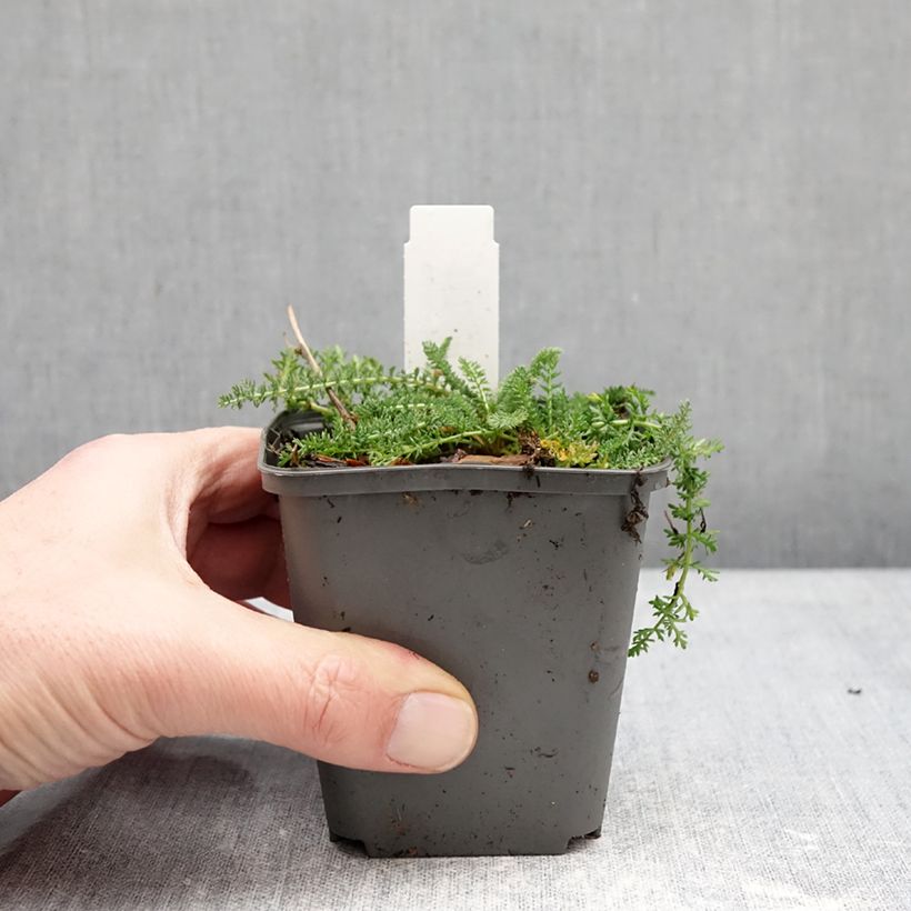 Exemplar von Achillea millefolium Hella Glashoff - Gemeine Schafgarbe Kleine Töpfe von 8/9 cm wie im Winter geliefert