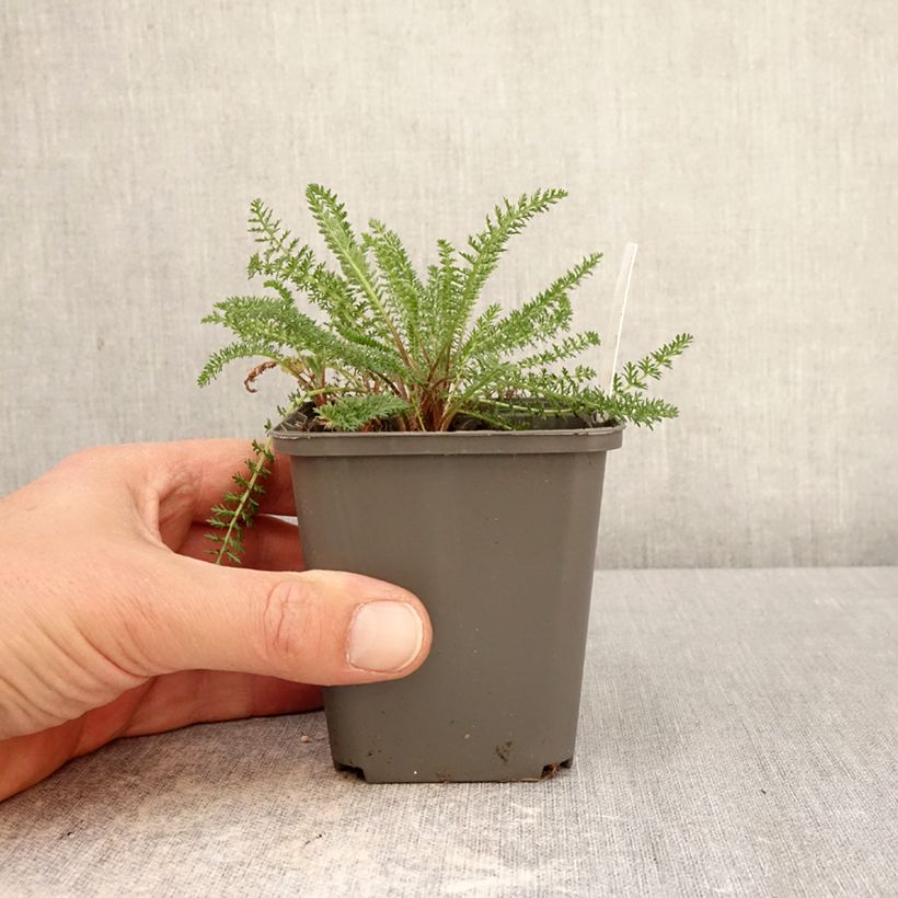 Exemplar von Achillea millefolium Hella Glashoff - Gemeine Schafgarbe Kleine Töpfe von 8/9 cm wie im Frühjahr geliefert