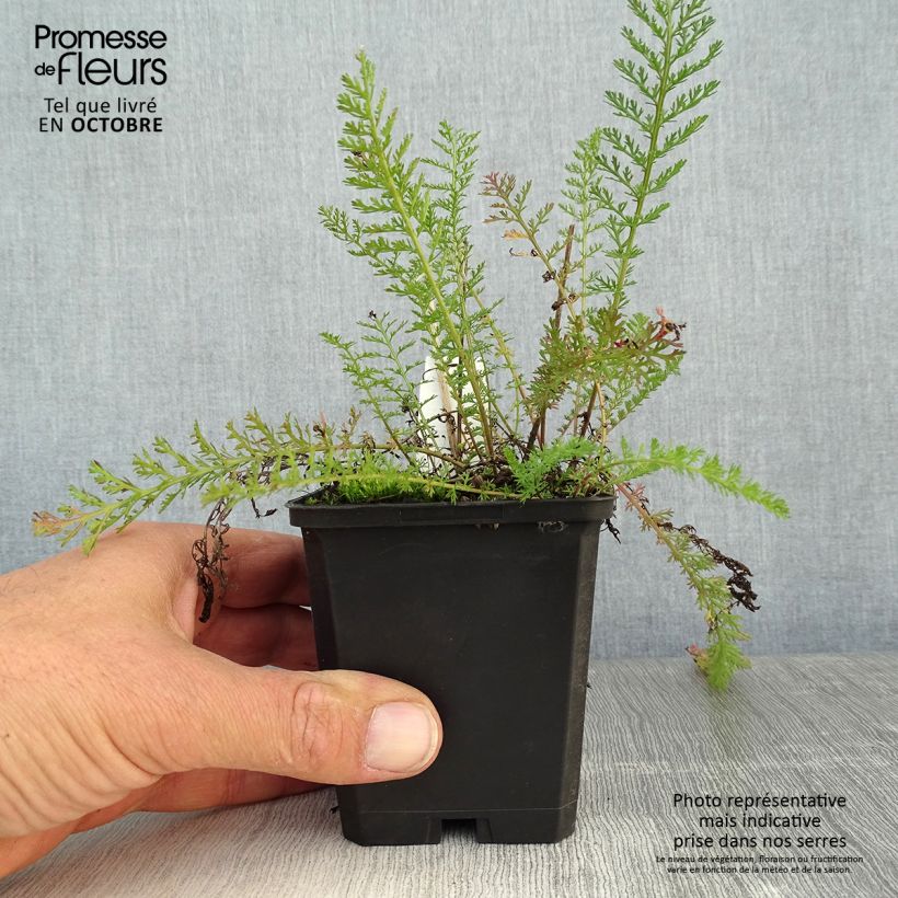 Exemplar von Achillea millefolium Lilac Beauty - Gemeine Schafgarbe Kleine Töpfe von 8/9 cm wie im Herbst geliefert
