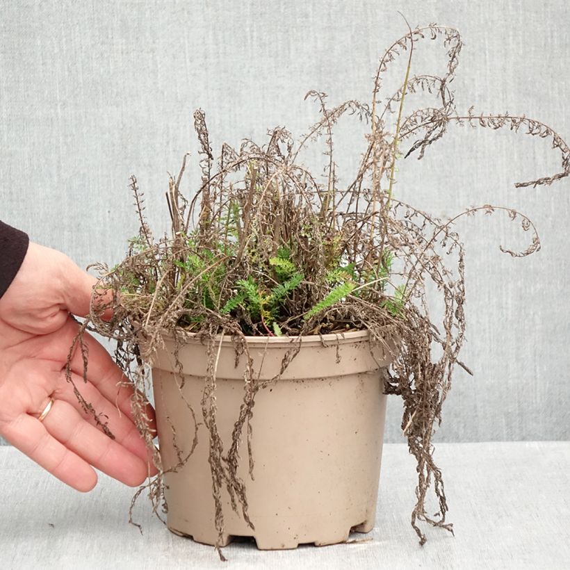 Exemplar von Achillea millefolium Lilac Beauty - Gemeine Schafgarbe Topf mit 2L/3L wie im Herbst geliefert