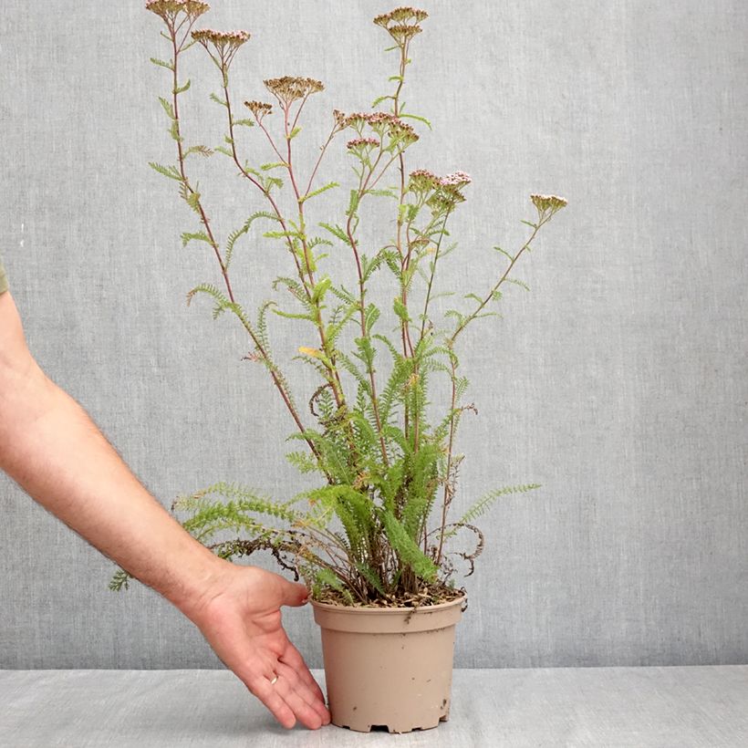 Exemplar von Achillea millefolium Lilac Beauty - Gemeine Schafgarbe Topf mit 2L/3L wie im Sommer geliefert