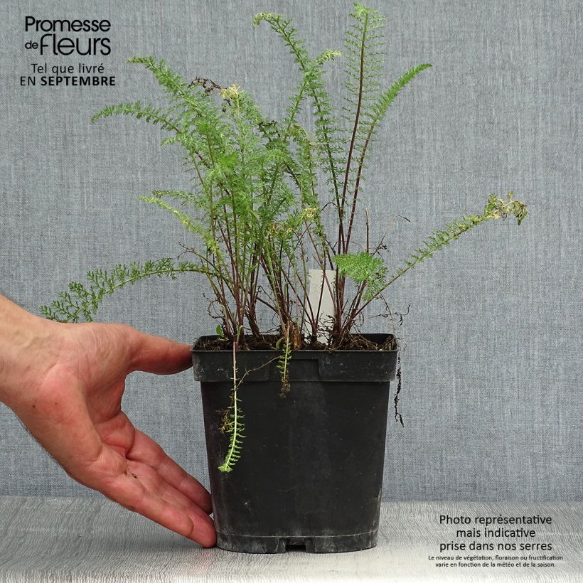 Exemplar von Achillea millefolium Paprika - Gemeine Schafgarbe Topf mit 2L/3L wie im Herbst geliefert