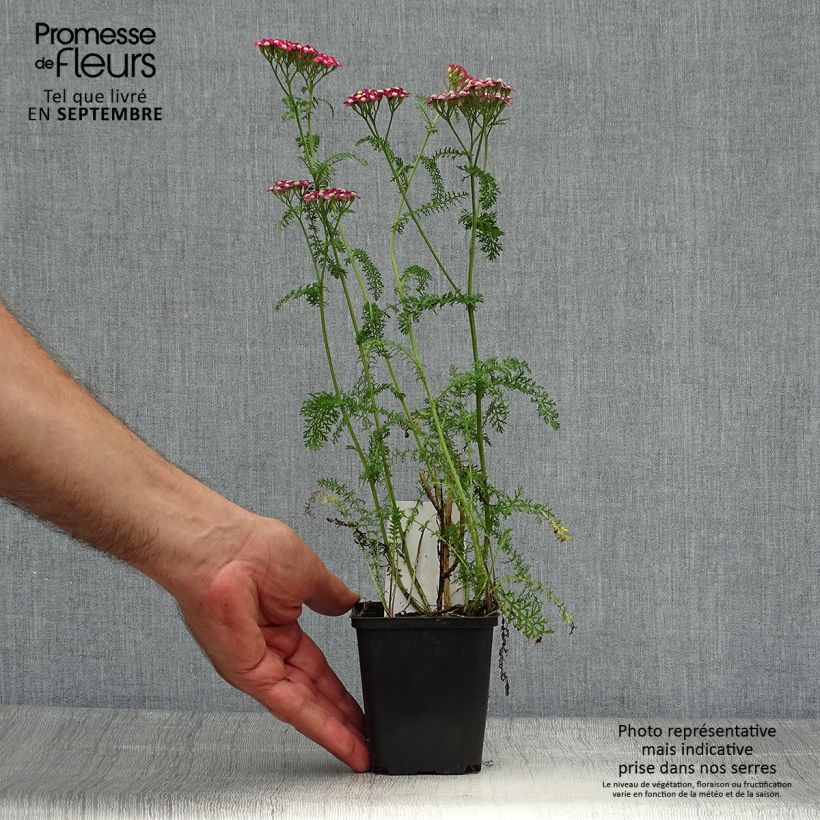 Exemplar von Achillea millefolium Petra - Gemeine Schafgarbe Kleine Töpfe von 8/9 cm wie im Herbst geliefert