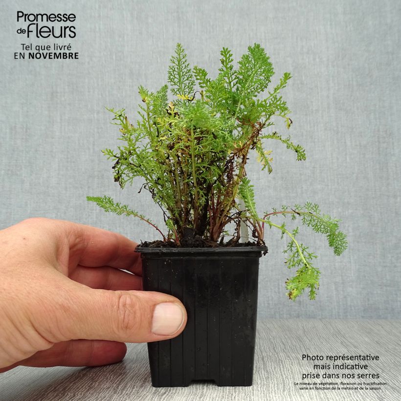Exemplar von Achillea millefolium Pomegranate - Gemeine Schafgarbe Kleine Töpfe von 7/8 cm wie im Herbst geliefert