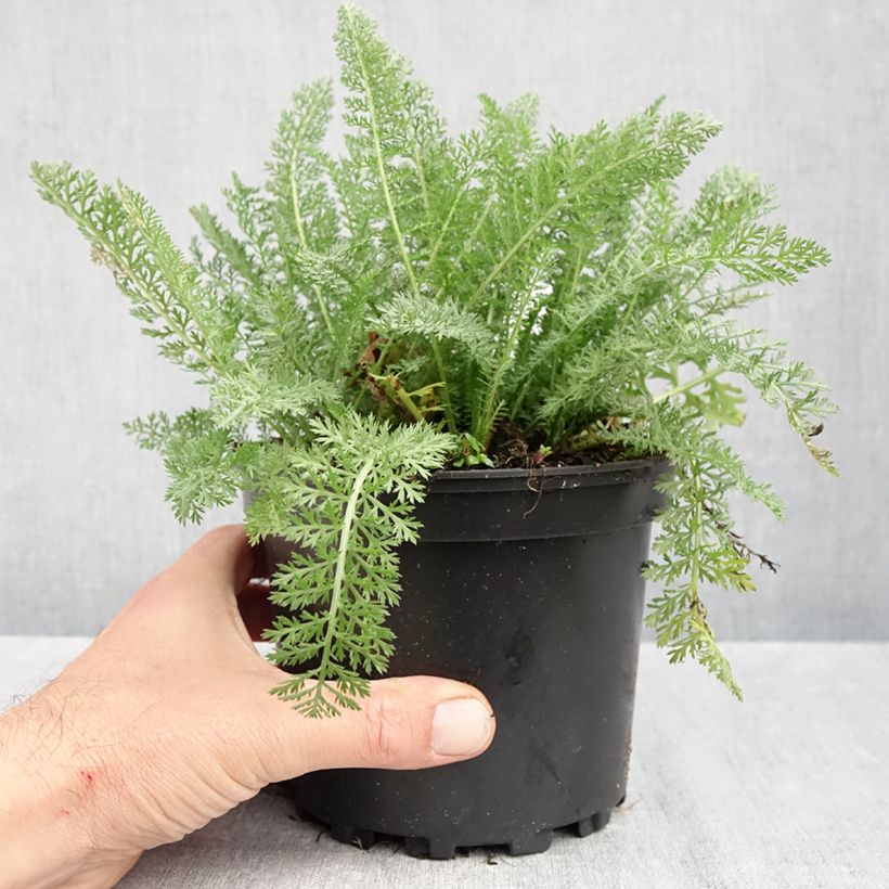 Exemplar von Achillea millefolium Summer Pastel - Gemeine Schafgarbe Topf mit 2L/3L wie im Herbst geliefert