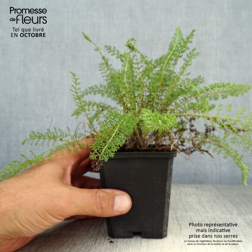 Exemplar von Achillea millefolium Summerwine - Gemeine Schafgarbe Kleine Töpfe von 8/9 cm wie im Herbst geliefert