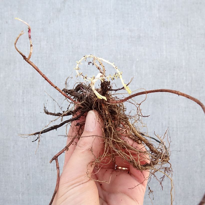 Exemplar von Achillea millefolium Terracotta - Gemeine Schafgarbe Wurzelnackt wie im Winter geliefert