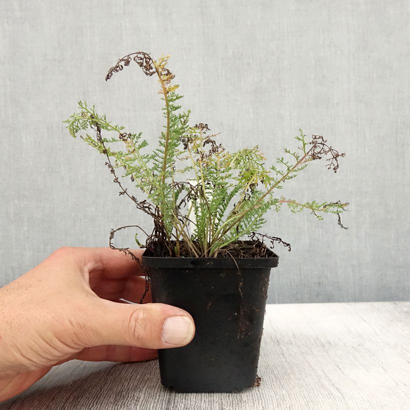 Exemplar von Achillea millefolium Velours - Gemeine Schafgarbe Kleine Töpfe von 8/9 cm wie im Herbst geliefert