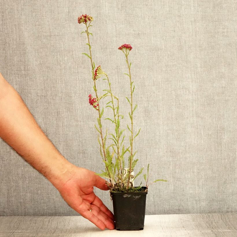 Exemplar von Achillea millefolium Velours - Gemeine Schafgarbe Kleine Töpfe von 8/9 cm wie im Sommer geliefert