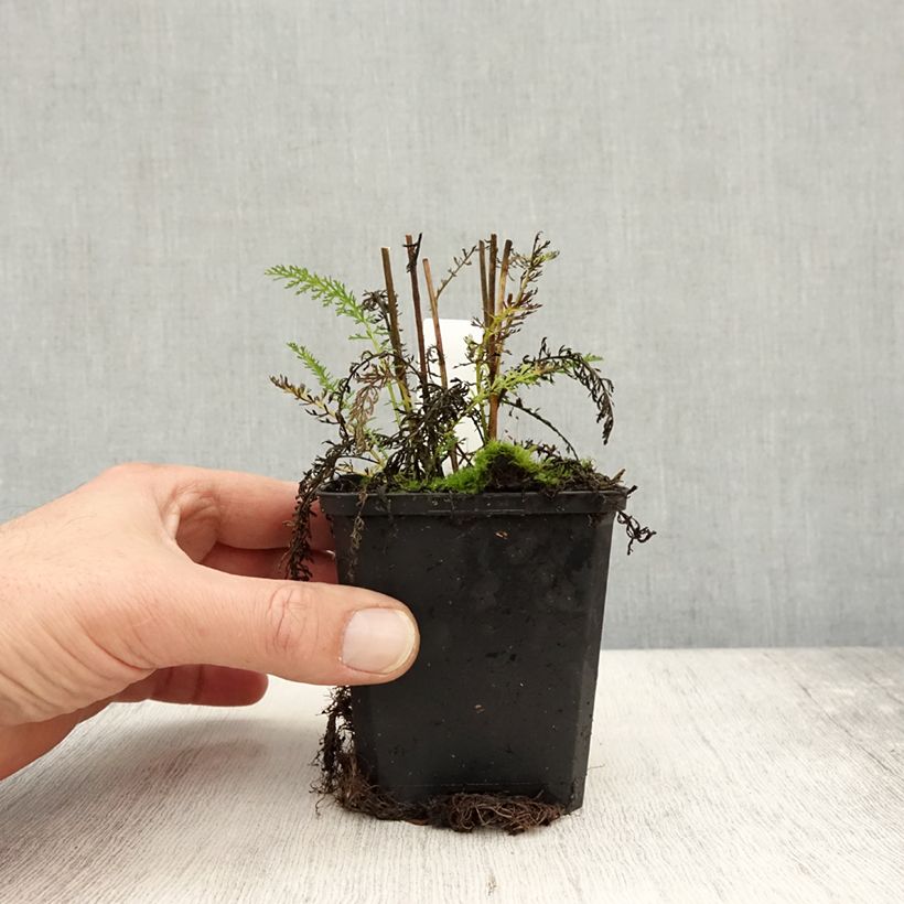 Exemplar von Achillea millefolium Wonderful Wampee - Gemeine Schafgarbe Kleine Töpfe von 8/9 cm wie im Herbst geliefert