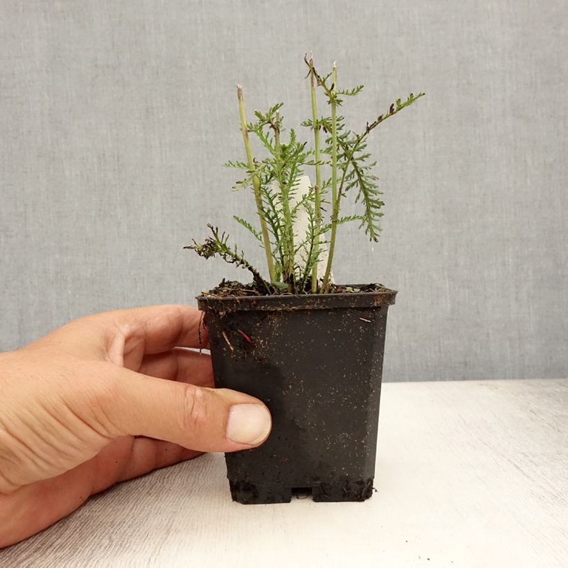 Exemplar von Achillea millefolium Wonderful Wampee - Gemeine Schafgarbe Kleine Töpfe von 8/9 cm wie im Sommer geliefert