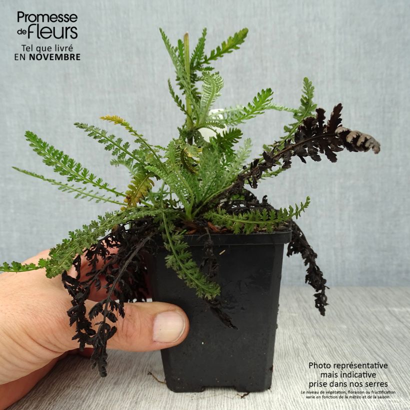 Exemplar von Achillea Moonshine - Filzige Schafgarbe Kleine Töpfe von 8/9 cm wie im Herbst geliefert